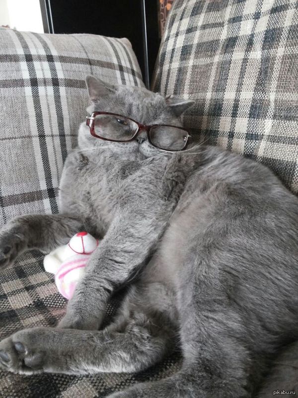 а вот и мой котик)