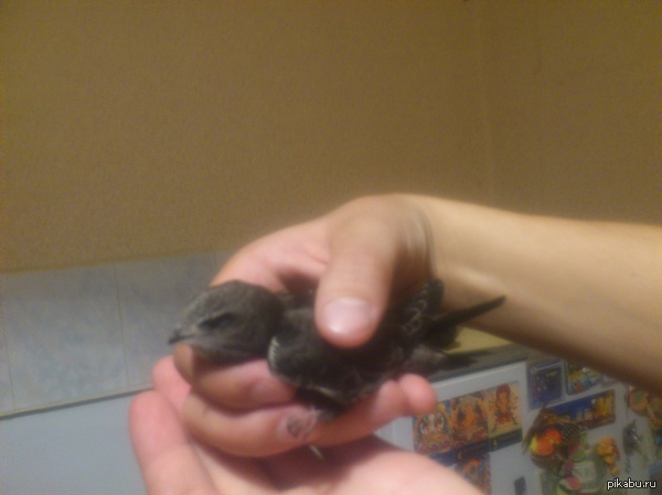 ���������� ����