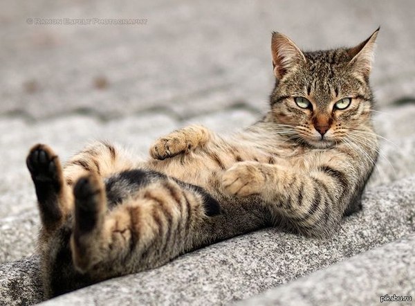 Мне сметаны и пожирнее ! Раб !