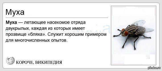 Мухи не обидит значение. Муха летает. Как летает Муха. Муха простая. Муха которая не летает.