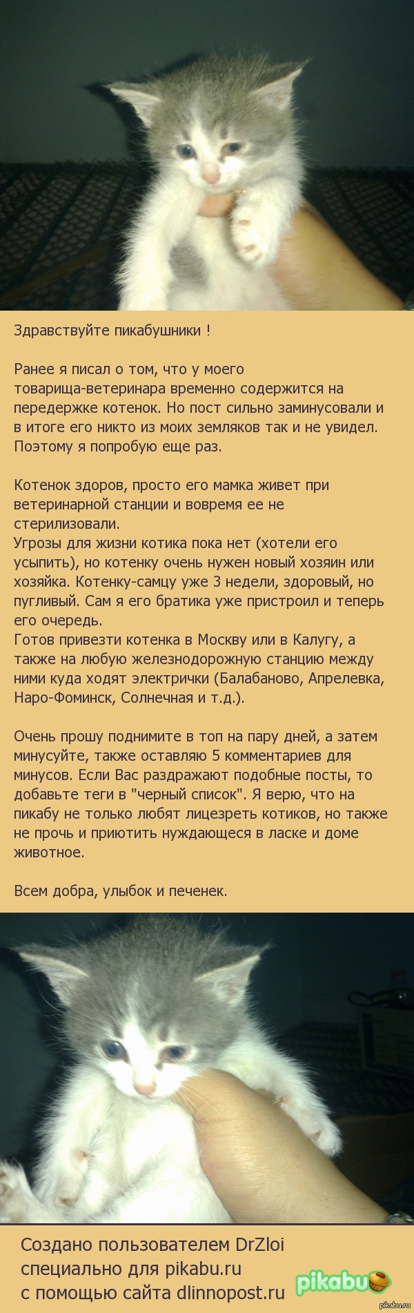 Отдам котенка в добрые руки. - Моё, В добрые руки, Кот, Отдам котенка, Калуга, Москва