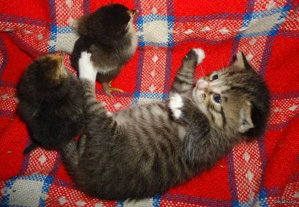 ����������, �������� ������, ������ ������)