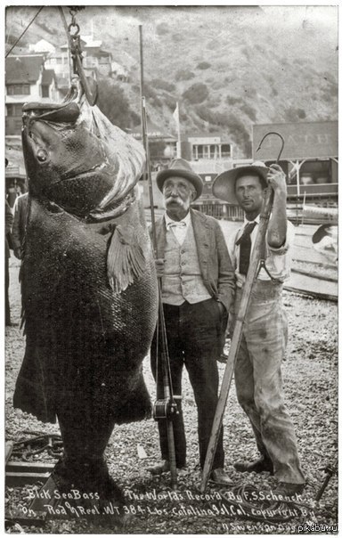  :     174  (384 ), 1900 . 