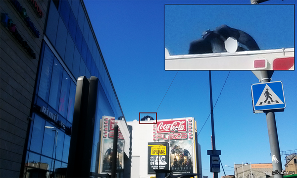 ������� �������: