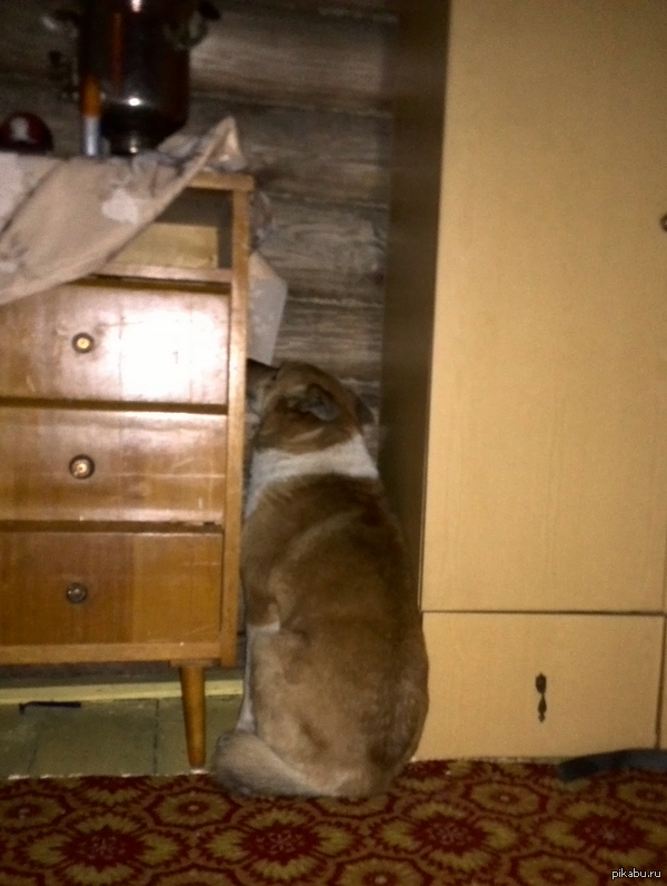 �������� ���