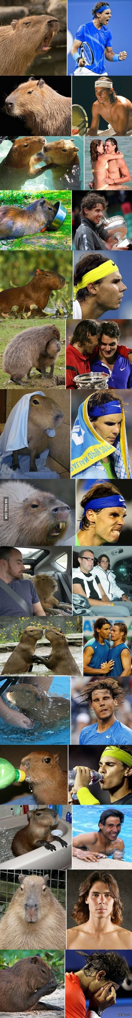 Капибары, которые очень похожи на Рафаэля Надаля