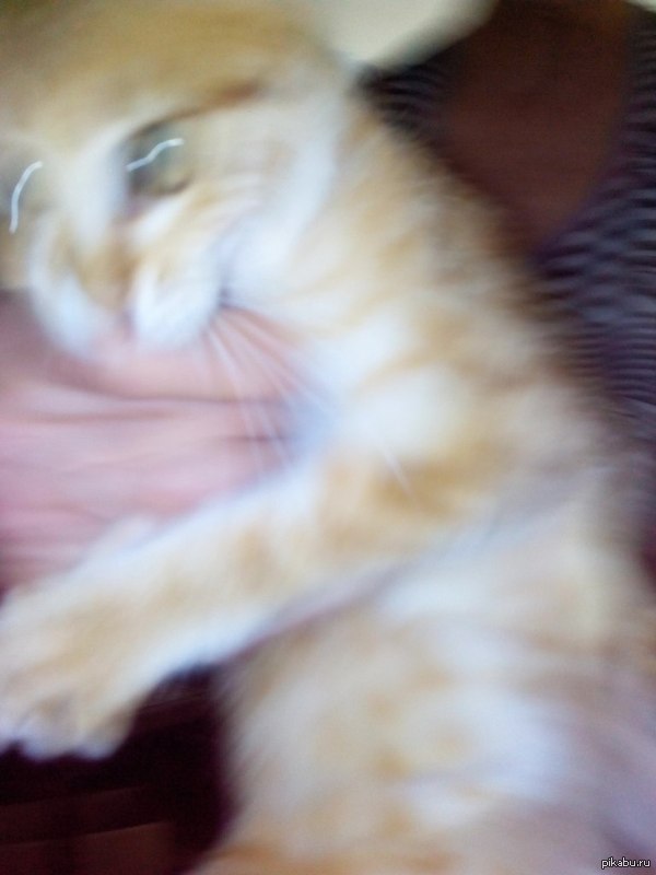 Заведи кошку говорили они...