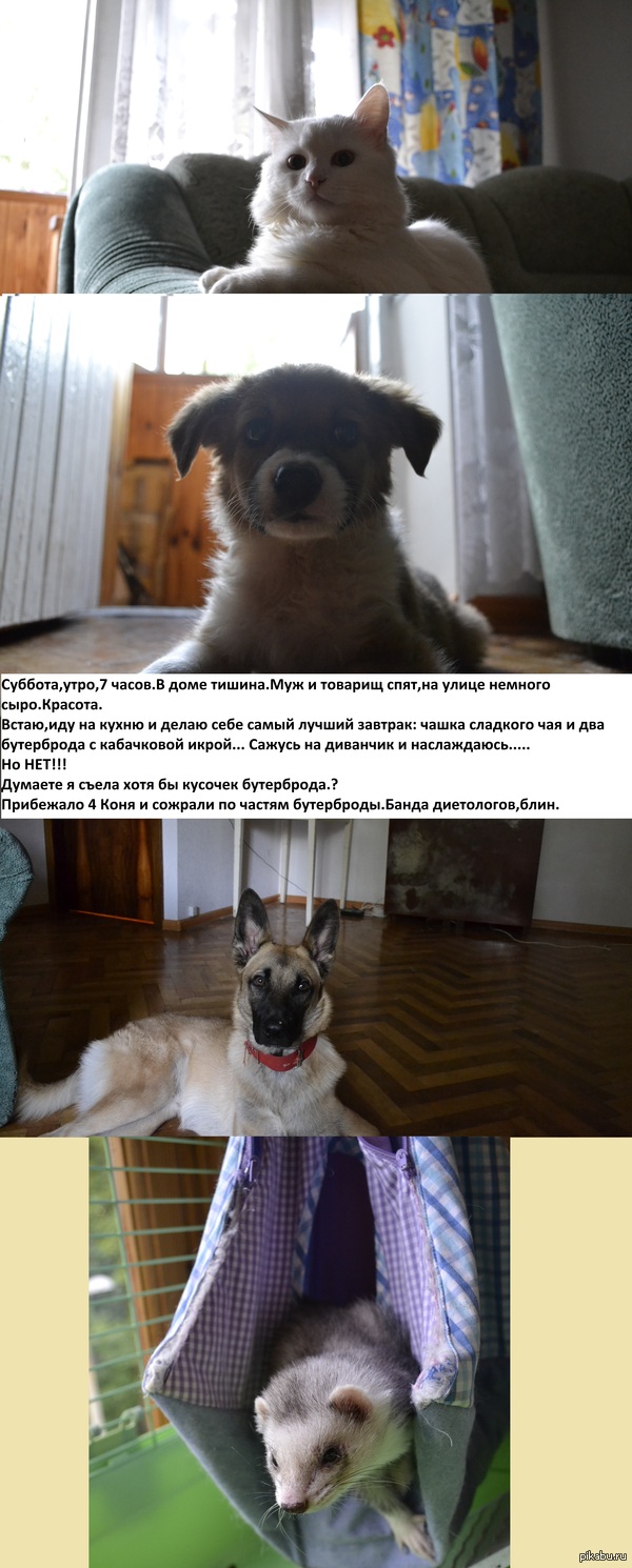 ��� ���� ���������� ������