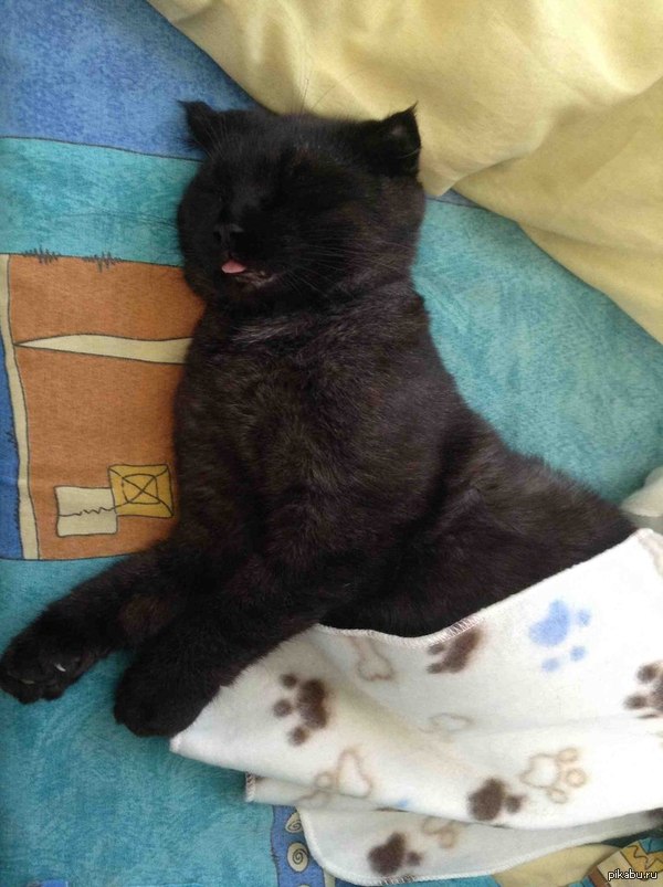 Мой Беззубик