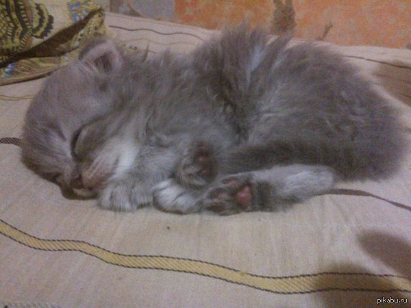 �������� ��� ������� ��� ����-�������, �������� ������� ���)