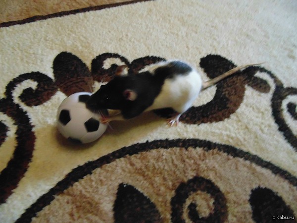 ��� �������