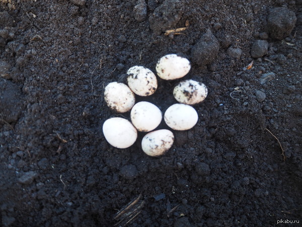 ��� � ������.