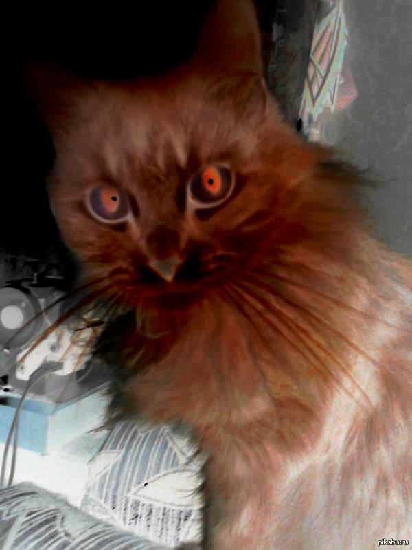 Моя кошка- Сатана