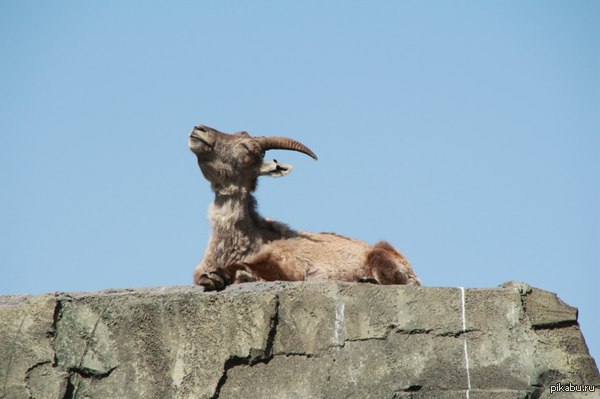 Великолепен