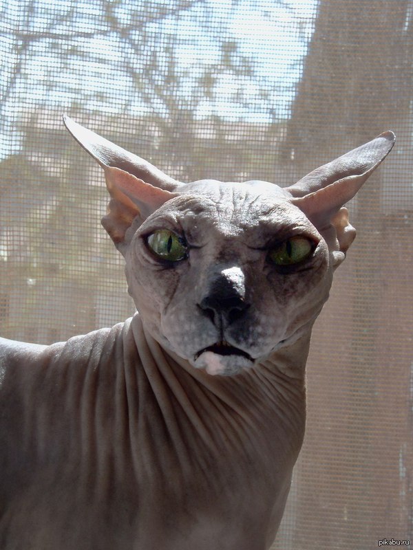 ����� ��� ����������� �� ��������...