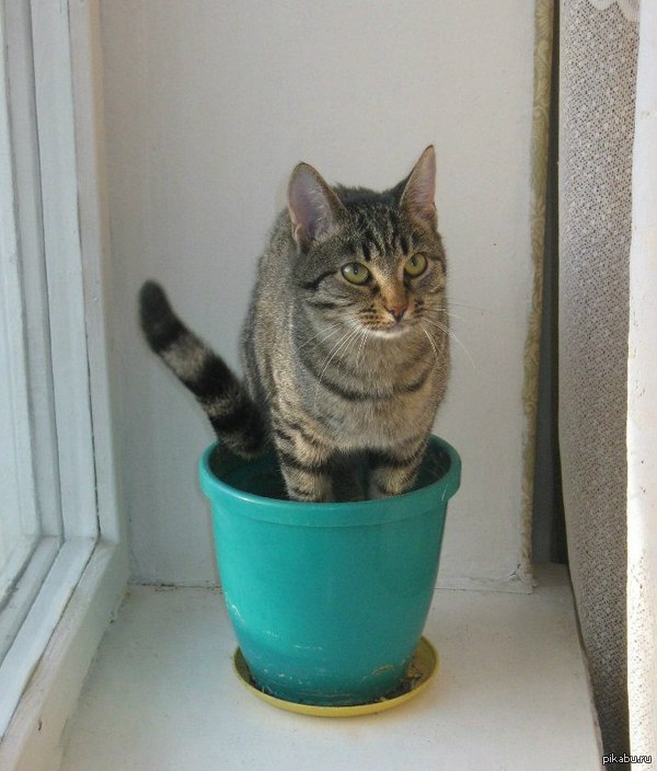 ���� ��������� ������������ ����)