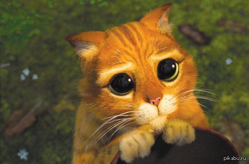 ������� ������ �� ��������. ��� ������ ����.