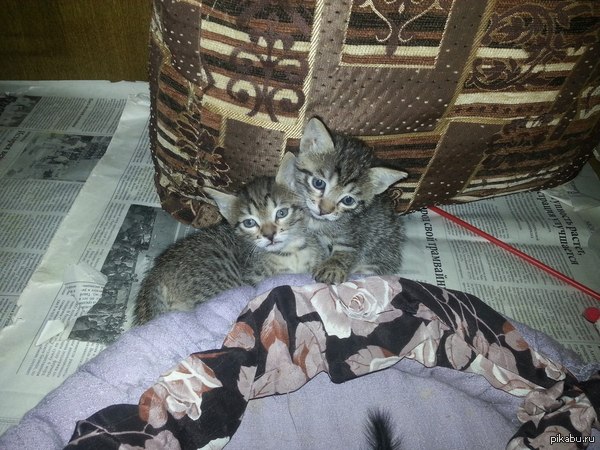 ������-�������� � ������.