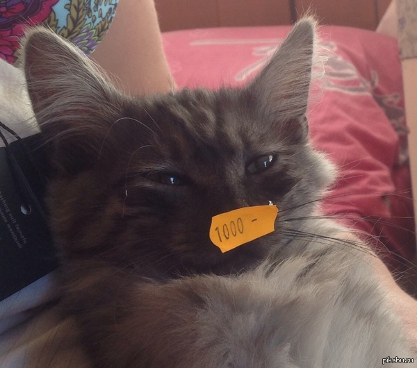 ������ �����