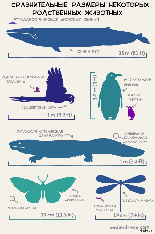 Размеры животных. Сравнительные Размеры животных. Сравнение размеров. Киты Размеры в сравнении. Синий кит сравнительные Размеры.