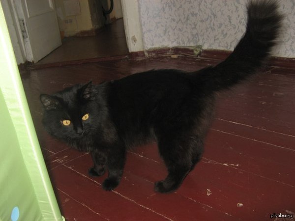 После проведения Волжских Просторов — 2014 на турбазе Горизонт Нижегородской области, а именно после отъезда спортсменов у друга пропал кот.