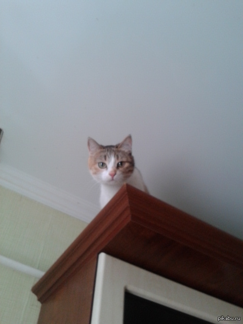 Псс, парень, "Китикэт" есть?