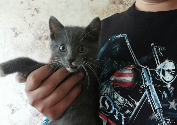 ��� crazy �����