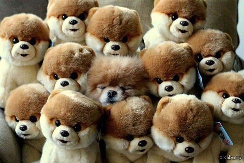 Disguised))) - Dog, Toys