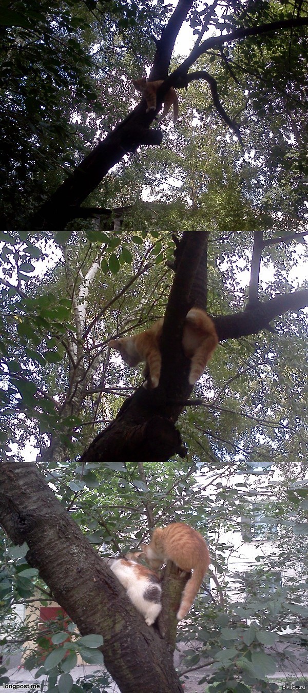 Котиковое дерево