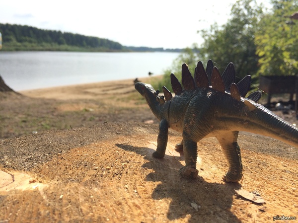 today I went fishing with a friend, and there is such a thing on a stump, I didn’t see the web until I looked at the photo) - Fishing, My, Cherepovets, Dinosaurs