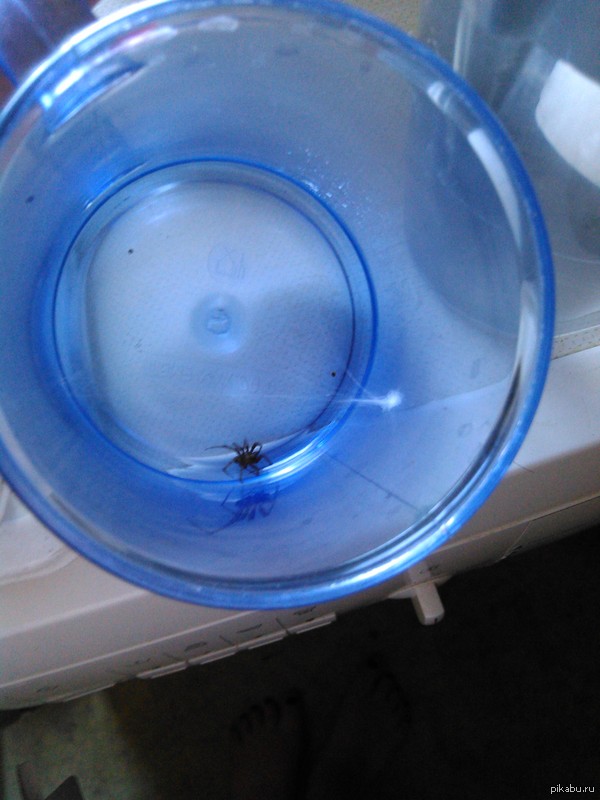 She took out a measuring cup and saw this in it ... - My, Spider, Web, Measuring cup, Preparation