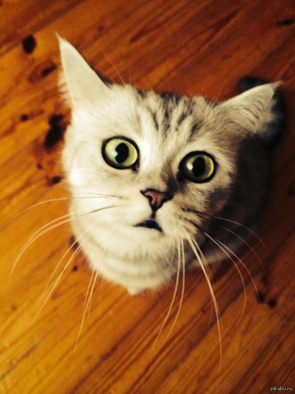 ������ ��� �������.