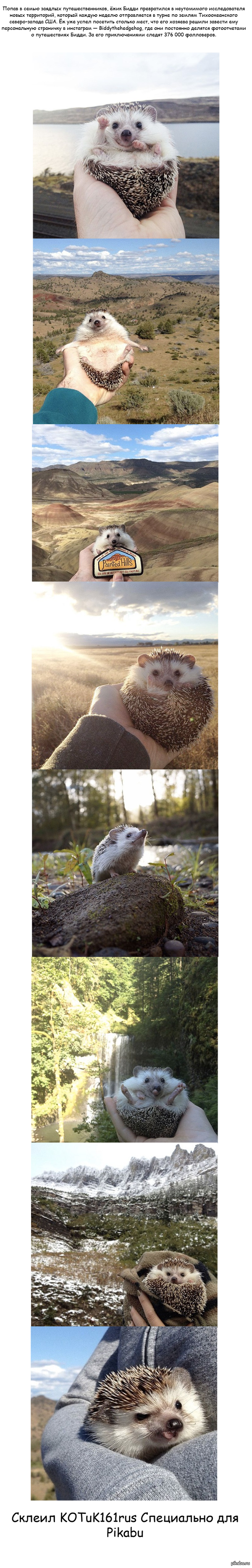 Ёж путешественник! Длиннопост!