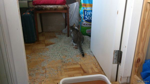 А можно меня в лигу хозяев придурошных животных?