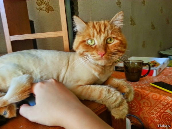 Мой кот смотрит мне в глаза и как бы спрашивает:"Что-то не так, человек?"