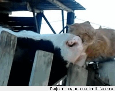 корова любит кота