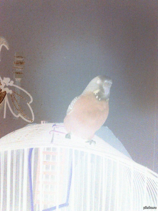 Попугай в негативе. Получилось тоже жутковато...