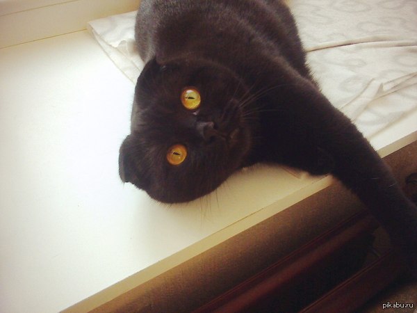 Пухнастая кошка-макарошка.