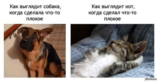 Кот & Собака - NSFW, Моё, Кот, Клубничка, Теги явно не мое, Собака