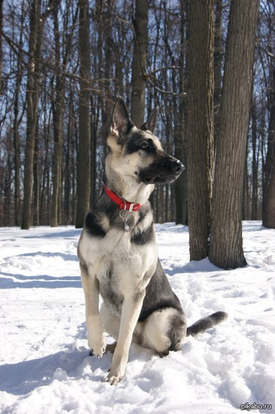 My dog ??is East European Shepherd Sandra. - Dog, My, dog handler, The photo, Presents