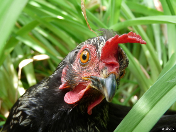 ��� ����� ����� ������� ���� � ����.