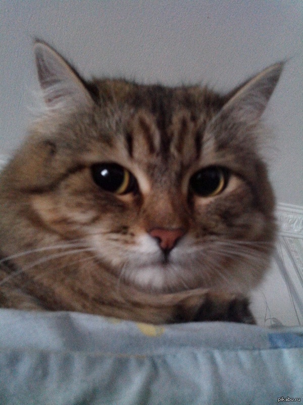 Моя кошка.....