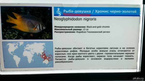 Надо такую рыбку купить и всем сказать, что у меня наконец-то появилась девушка