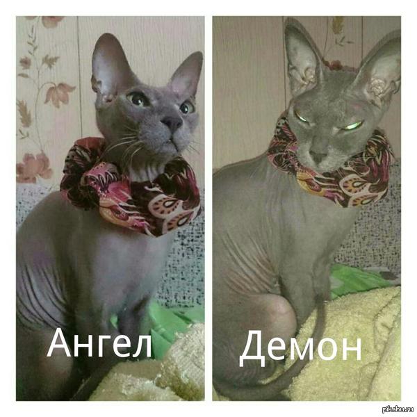 �������� ��������.