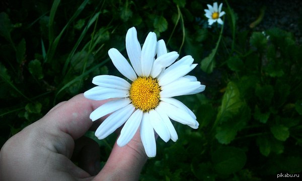 Просто ромашка