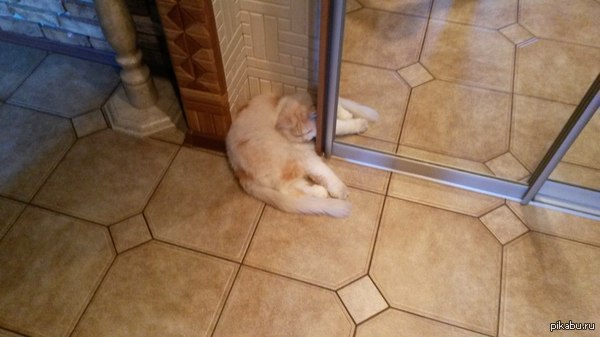 Кот Шрёдингера вышел из шкафа. А может быть и нет.