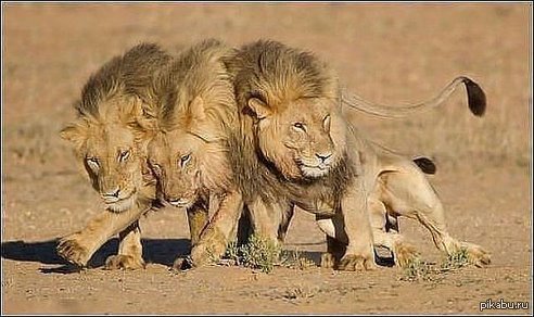 ������ �������.. ��������.. ��������...   � ����� ���������.. ����..   ������ ��� ��, ��������...   �����.. �������� ��... � ��� - ���� !!