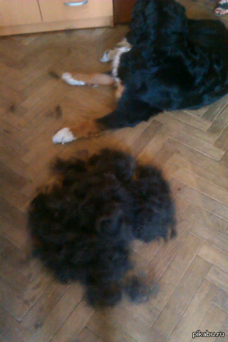 I just decided to brush the dog... - Dog, First post