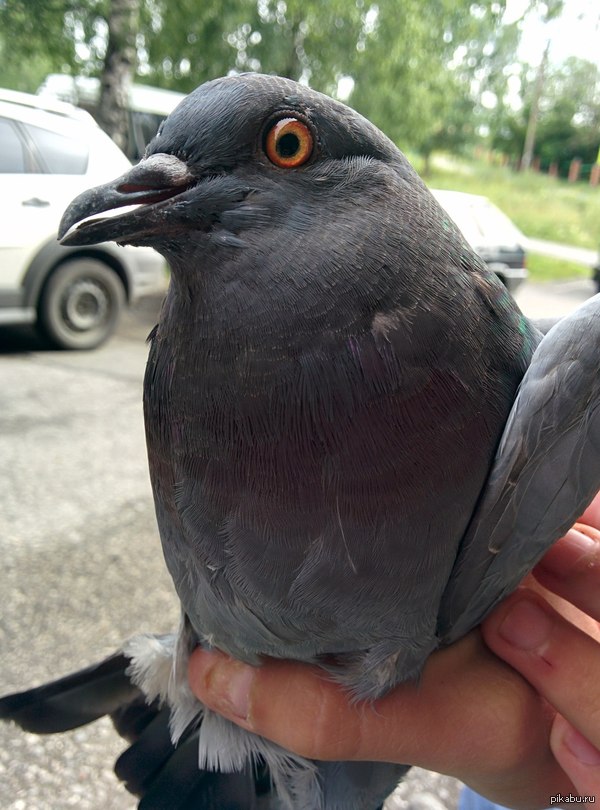 ��������� ������