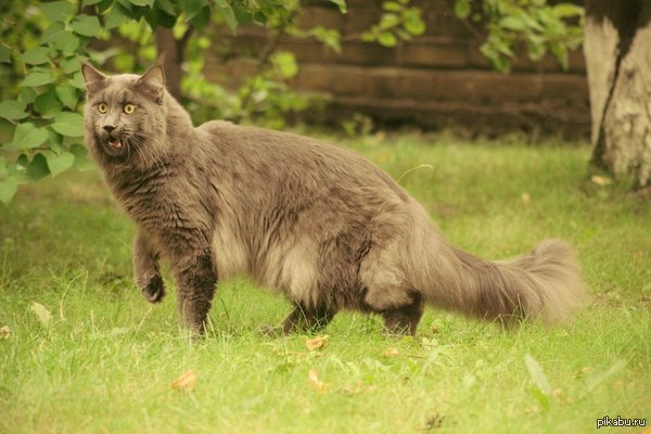 First time walking - My, cat, Maine Coon